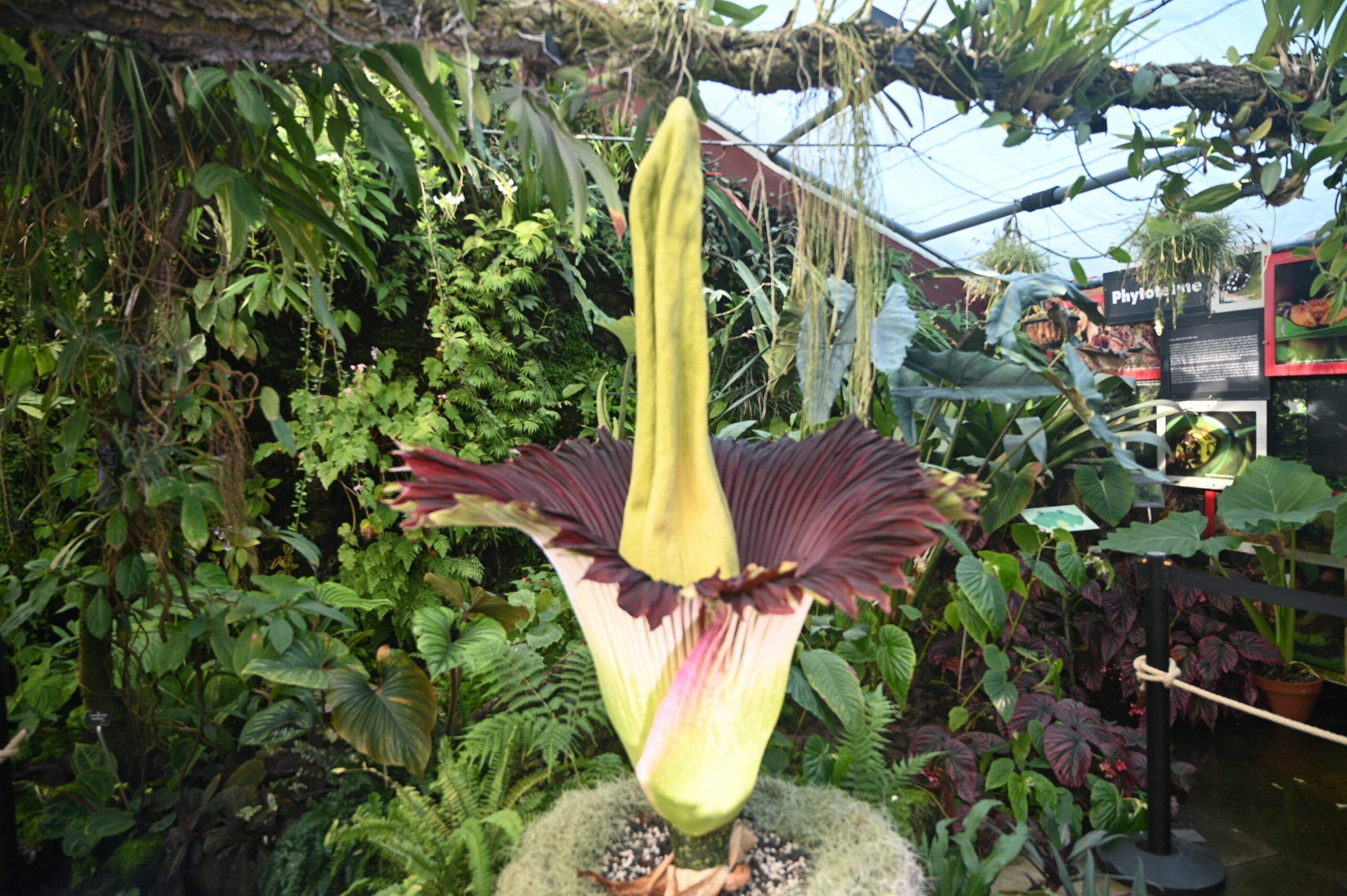 Une floraison spectaculaire au Jardin botanique de Nancy : l’arum titan