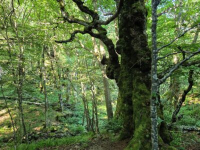 Hautes Vosges : des forêts à haute naturalité dans les cirques glaciaires entre col de la Schlucht et Rainkopf