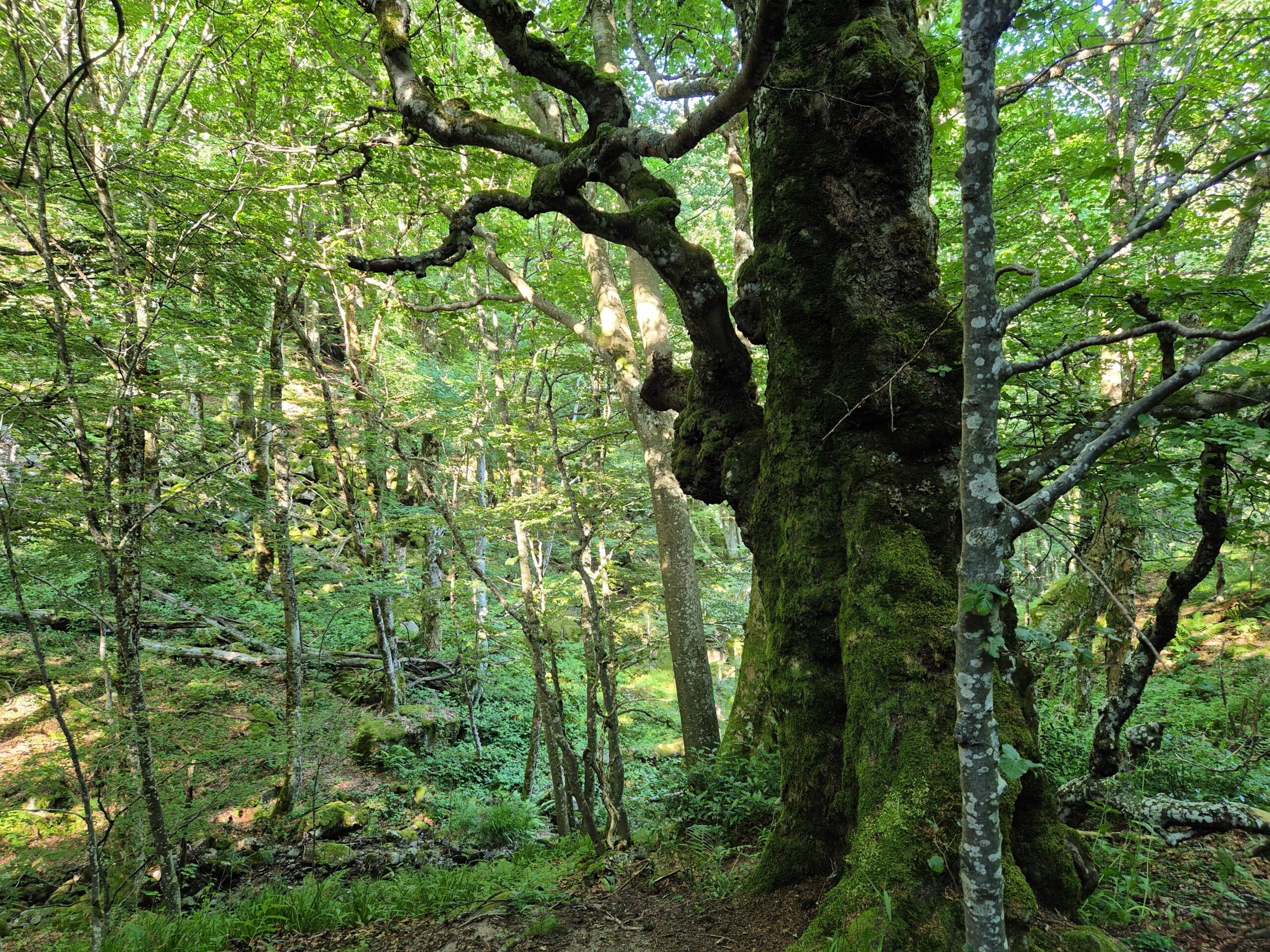 Hautes Vosges : des forêts à haute naturalité dans les cirques glaciaires entre col de la Schlucht et Rainkopf
