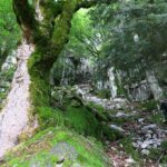 La réserve naturelle du Grand Ventron : un des plus beaux sites naturels des Vosges