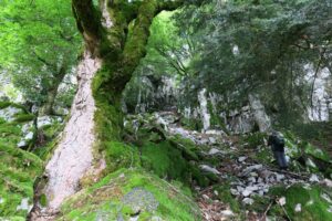 La réserve naturelle du Grand Ventron : un des plus beaux sites naturels des Vosges