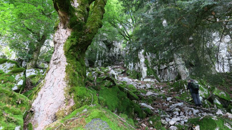 La réserve naturelle du Grand Ventron : un des plus beaux sites naturels des Vosges