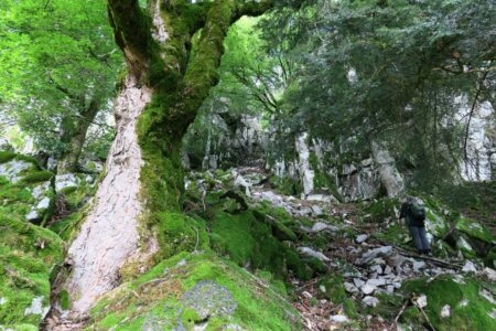 La réserve naturelle du Grand Ventron : un des plus beaux sites naturels des Vosges