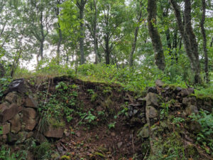 Lire la suite à propos de l’article Des sites forestiers d’une richesse insoupçonnée: les « polémoforêts » ou forêts spontanées héritées des zones de combat durant les guerres