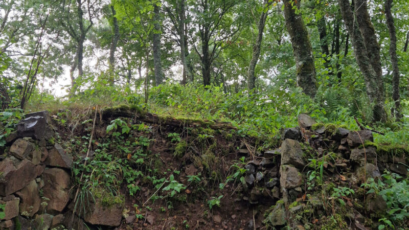 Des sites forestiers d’une richesse insoupçonnée: les « polémoforêts » ou forêts spontanées héritées des zones de combat durant les guerres
