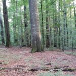 Forêts à haute naturalité des Carpates roumaines : Slatioara et Néra