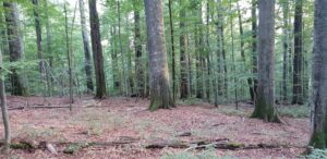 Lire la suite à propos de l’article Forêts à haute naturalité des Carpates roumaines : Slatioara et Néra