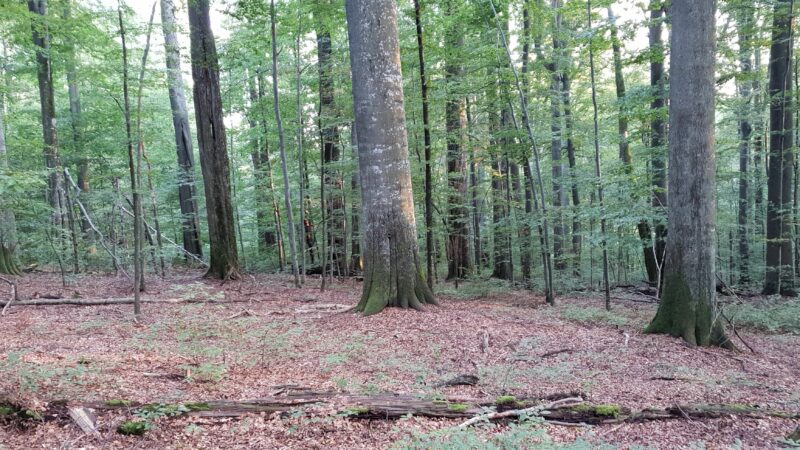 Forêts à haute naturalité des Carpates roumaines : Slatioara et Néra