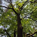Les châtaigneraies des Cévennes : des forêts domestiquées aux forêts ensauvagées 
