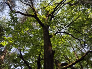 Lire la suite à propos de l’article Les châtaigneraies des Cévennes : des forêts domestiquées aux forêts ensauvagées 