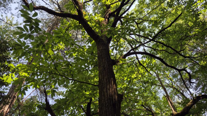 Les châtaigneraies des Cévennes : des forêts domestiquées aux forêts ensauvagées
