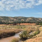 Forêts alluviales et marais à Tamaris de la côte atlantique marocaine et observation d&rsquo;une des espèces les plus rares au monde, l&rsquo;ibis chauve
