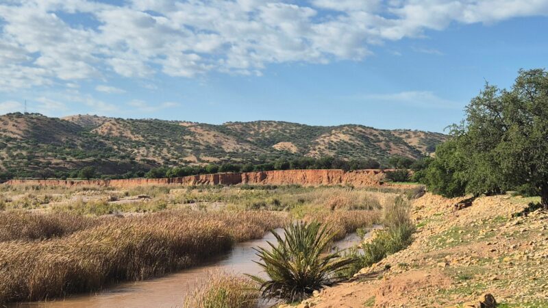Forêts alluviales et marais à Tamaris de la côte atlantique marocaine et observation d’une des espèces les plus rares au monde, l’ibis chauve