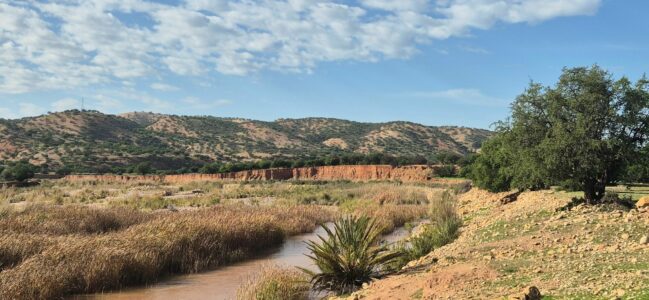 Forêts alluviales et marais à Tamaris de la côte atlantique marocaine et observation d&rsquo;une des espèces les plus rares au monde, l&rsquo;ibis chauve