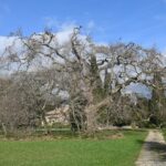 Le platane de Lamanon, un géant de Provence
