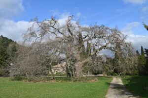 Lire la suite à propos de l’article Le platane de Lamanon, un géant de Provence