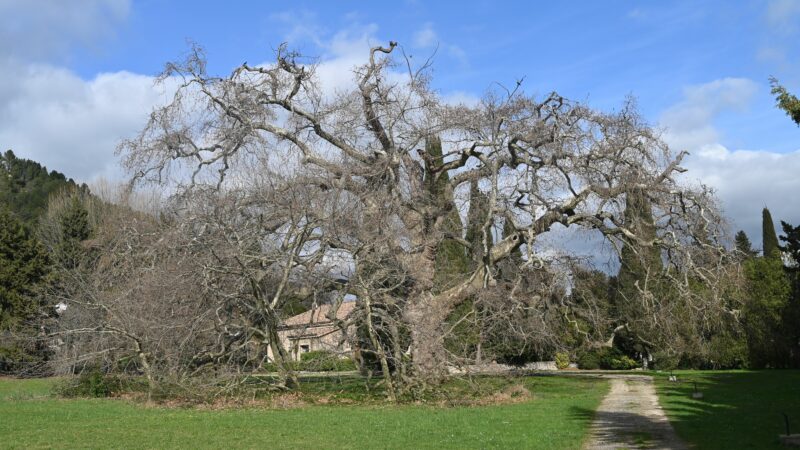 Le platane de Lamanon, un géant de Provence