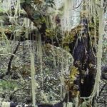 Le lichen Usnea longissima, symbole des forêts à haute naturalité