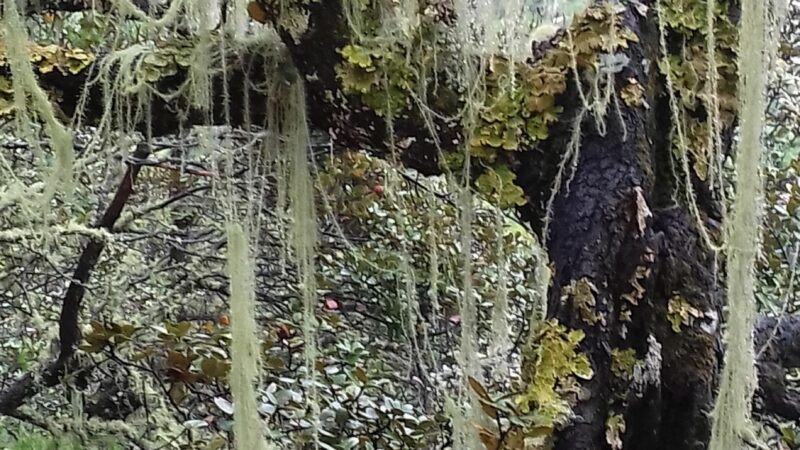 Le lichen Usnea longissima, symbole des forêts à haute naturalité