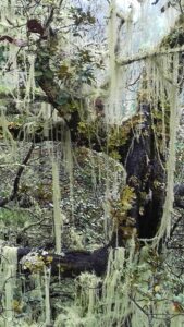 Le lichen Usnea longissima, symbole des forêts à haute naturalité