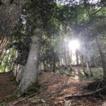Savoie : la légendaire forêt vierge de Doussard