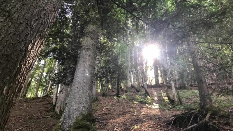 Savoie : la légendaire forêt vierge de Doussard
